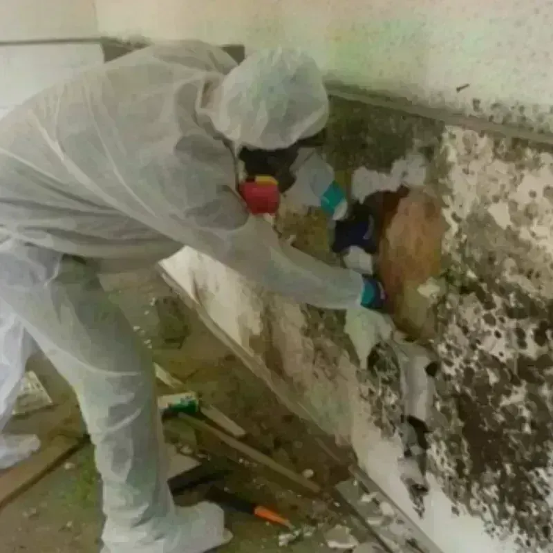 Mold Remediation and Removal in Bosque Farms, NM